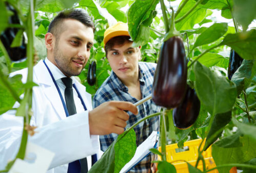 showing-eggplants_1098-14786